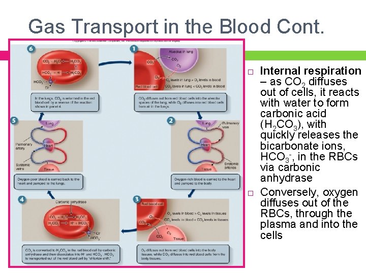 Gas Transport in the Blood Cont. Internal respiration – as CO 2 diffuses out