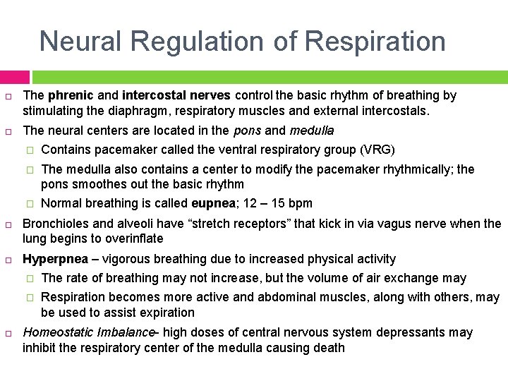 Neural Regulation of Respiration The phrenic and intercostal nerves control the basic rhythm of