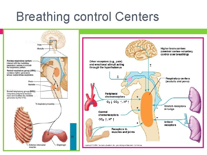 Breathing control Centers 