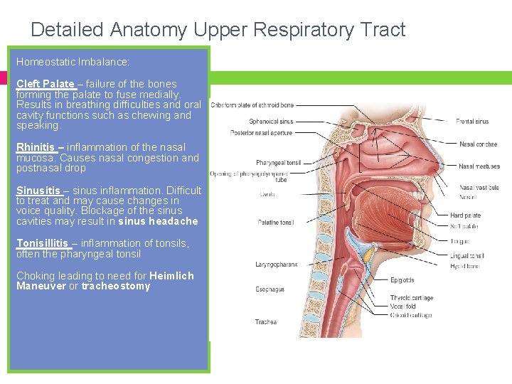 Detailed Anatomy Upper Respiratory Tract Homeostatic Imbalance: Cleft Palate – failure of the bones