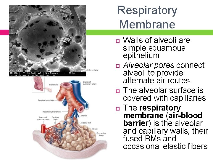 Respiratory Membrane Walls of alveoli are simple squamous epithelium Alveolar pores connect alveoli to