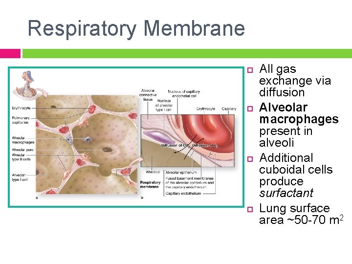 Respiratory Membrane All gas exchange via diffusion Alveolar macrophages present in alveoli Additional cuboidal