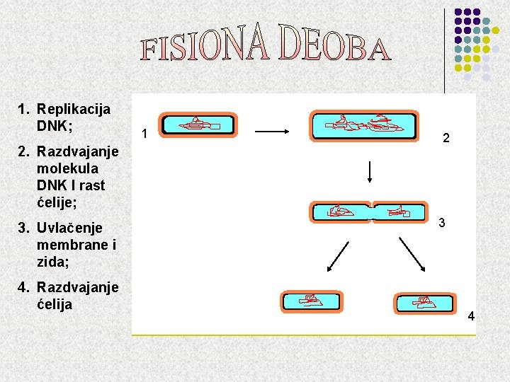 1. Replikacija DNK; 2. Razdvajanje molekula DNK I rast ćelije; 3. Uvlačenje membrane i 1. Replikacija DNK; 2. Razdvajanje molekula DNK I rast ćelije; 3. Uvlačenje membrane i