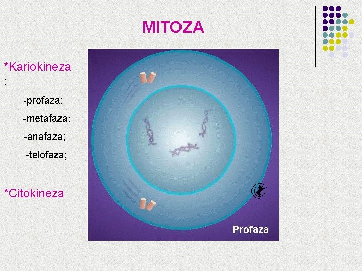 MITOZA *Kariokineza : -profaza; -metafaza; -anafaza; -telofaza; *Citokineza MITOZA *Kariokineza : -profaza; -metafaza; -anafaza; -telofaza; *Citokineza