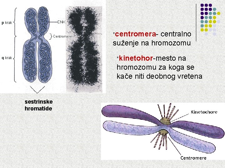*centromera- centralno suženje na hromozomu *kinetohor-mesto na hromozomu za koga se kače niti deobnog *centromera- centralno suženje na hromozomu *kinetohor-mesto na hromozomu za koga se kače niti deobnog