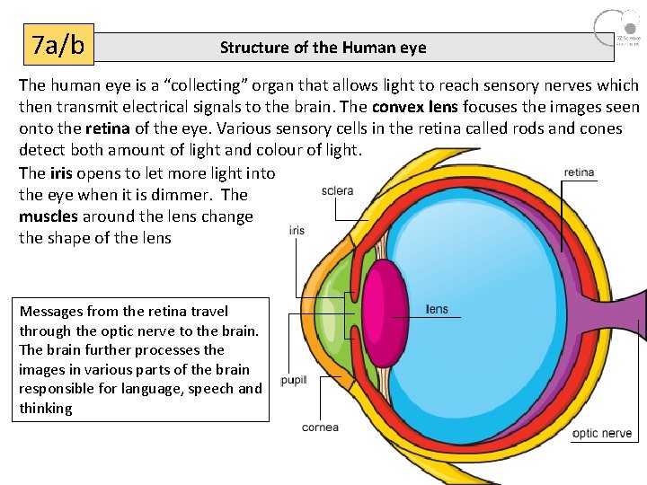7 a/b Structure of the Human eye The human eye is a “collecting” organ