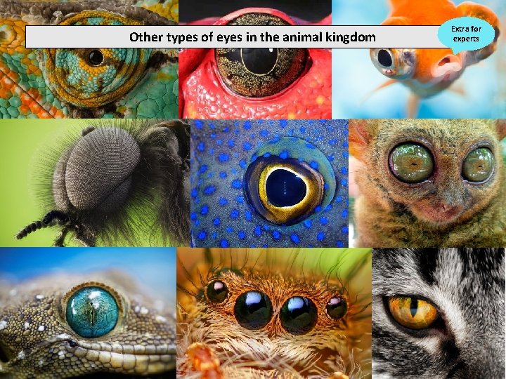 Other types of eyes in the animal kingdom Extra for experts 