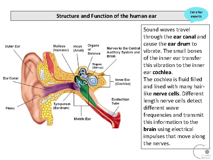 Structure and Function of the human ear Extra for experts Sound waves travel through