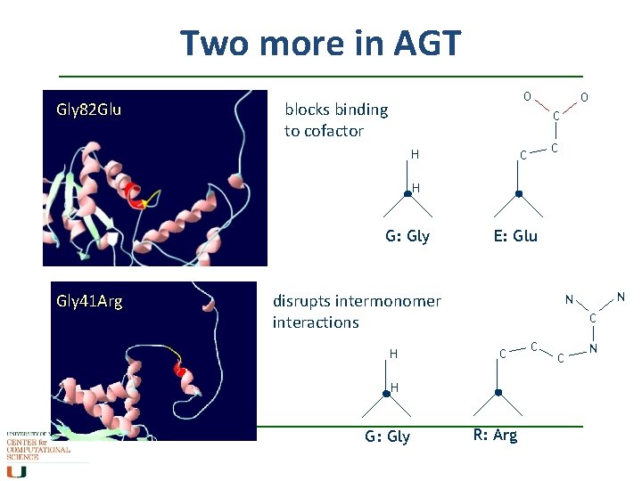 Two more in AGT Gly 82 Glu O blocks binding to cofactor O C