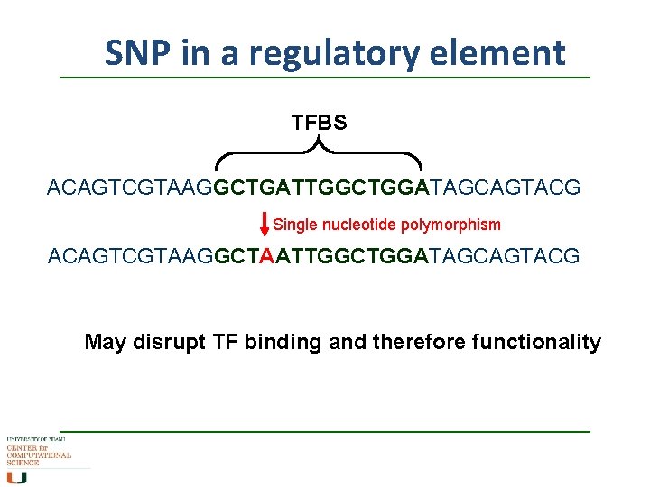SNP in a regulatory element TFBS ACAGTCGTAAGGCTGATTGGCTGGATAGCAGTACG Single nucleotide polymorphism ACAGTCGTAAGGCTAATTGGCTGGATAGCAGTACG May disrupt TF