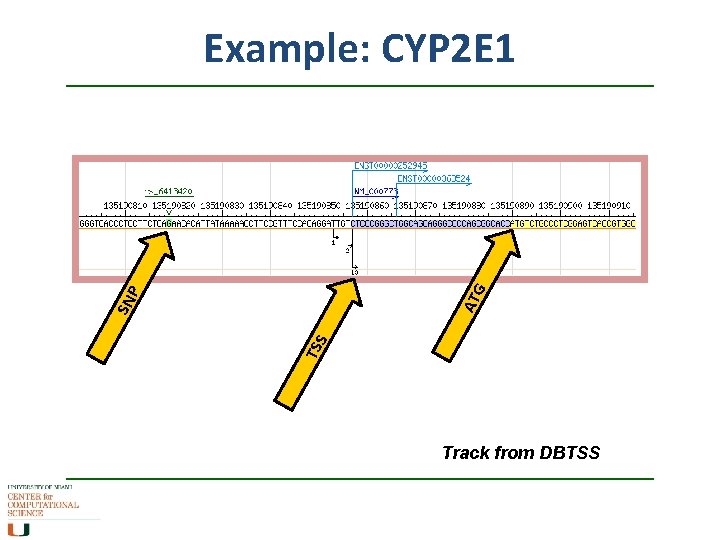 TSS SN P AT G Example: CYP 2 E 1 Track from DBTSS 