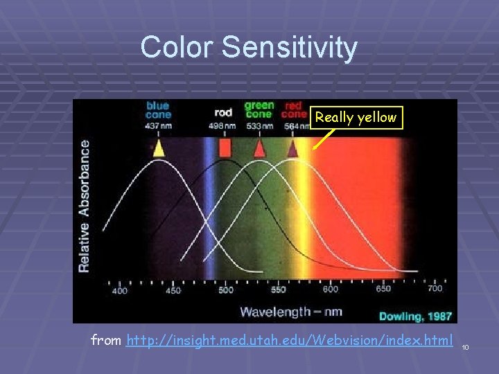 Color Sensitivity Really yellow from http: //insight. med. utah. edu/Webvision/index. html 10 Color Sensitivity Really yellow from http: //insight. med. utah. edu/Webvision/index. html 10