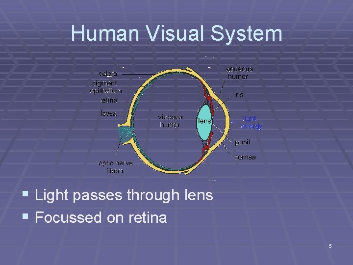 Human Visual System § Light passes through lens § Focussed on retina 5 Human Visual System § Light passes through lens § Focussed on retina 5