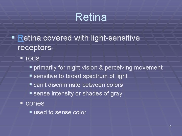 Retina § Retina covered with light-sensitive receptors ? § rods § primarily for night Retina § Retina covered with light-sensitive receptors ? § rods § primarily for night