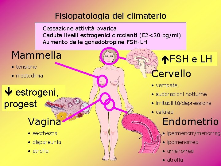 Fisiopatologia del climaterio Cessazione attività ovarica Caduta livelli estrogenici circolanti (E 2<20 pg/ml) Aumento Fisiopatologia del climaterio Cessazione attività ovarica Caduta livelli estrogenici circolanti (E 2<20 pg/ml) Aumento