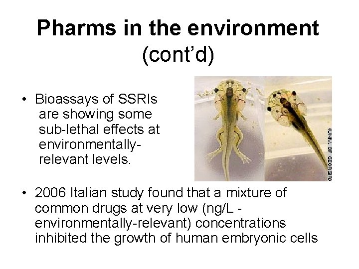 Pharms in the environment (cont’d) • Bioassays of SSRIs are showing some sub-lethal effects