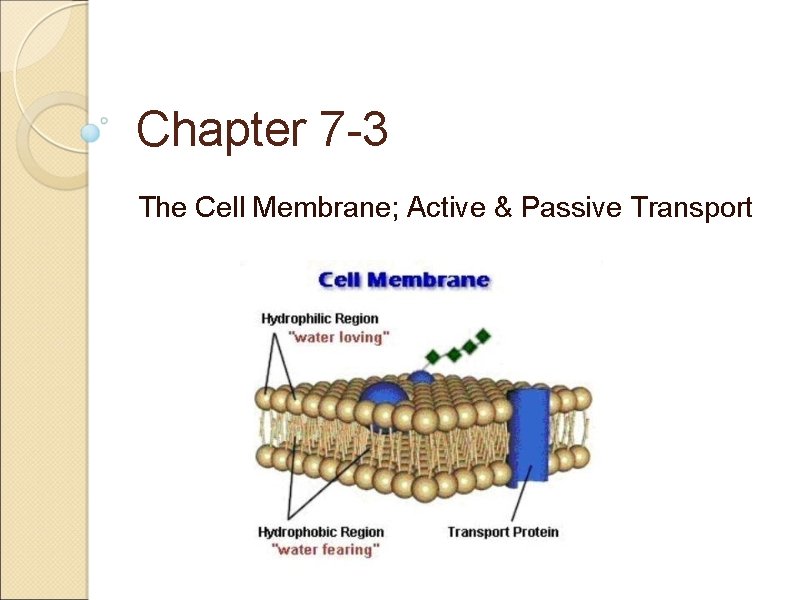 Chapter 7 -3 The Cell Membrane; Active & Passive Transport 