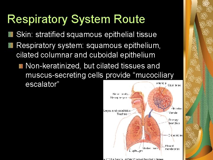 Respiratory System Route Skin: stratified squamous epithelial tissue Respiratory system: squamous epithelium, cilated columnar