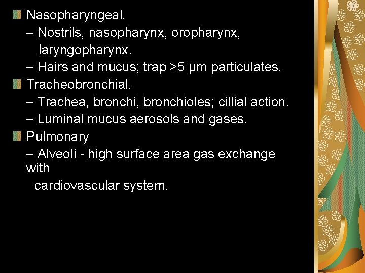 Nasopharyngeal. – Nostrils, nasopharynx, oropharynx, laryngopharynx. – Hairs and mucus; trap >5 μm particulates.
