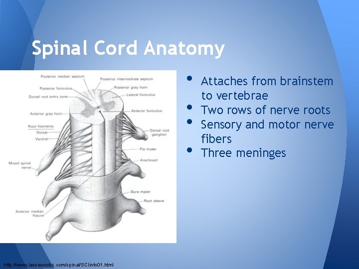 Spinal Cord Anatomy • • http: //www. laesieworks. com/spinal/SCIinfo 01. html Attaches from brainstem