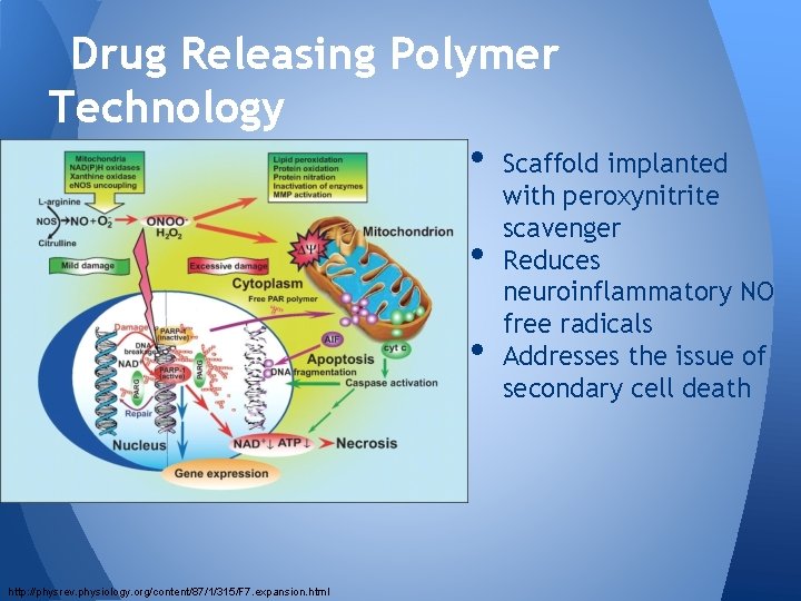 Drug Releasing Polymer Technology • Scaffold implanted • • http: //physrev. physiology. org/content/87/1/315/F 7.