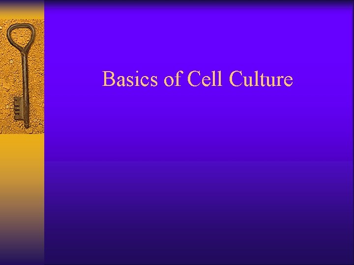 Basics of Cell Culture 