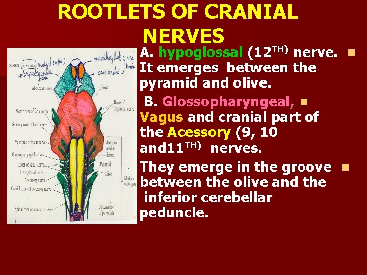 ROOTLETS OF CRANIAL NERVES TH) A. hypoglossal (12 nerve. n It emerges between the