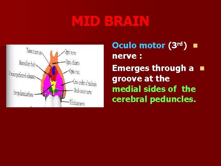 MID BRAIN Oculo motor (3 rd) n nerve : Emerges through a n groove