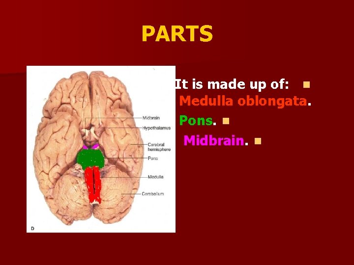 PARTS It is made up of: n Medulla oblongata. Pons. n Midbrain. n 