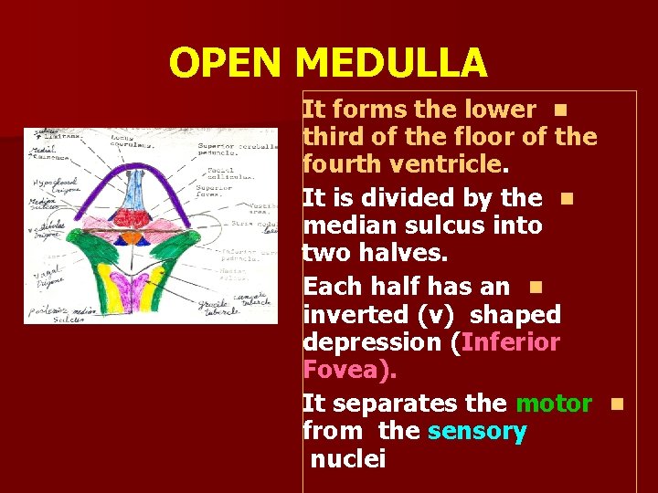 OPEN MEDULLA It forms the lower n third of the floor of the fourth