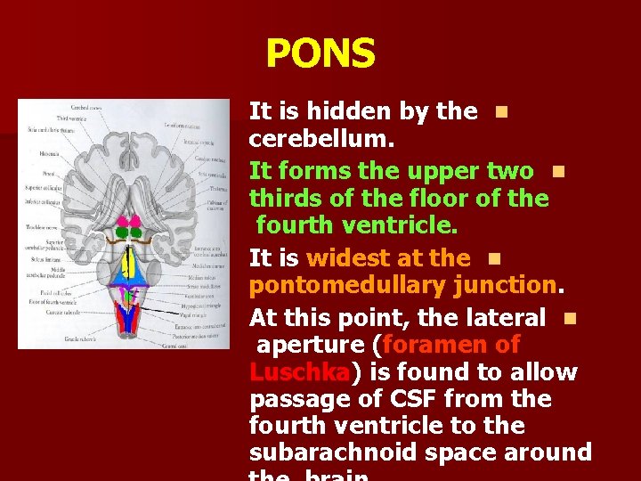 PONS It is hidden by the n cerebellum. It forms the upper two n