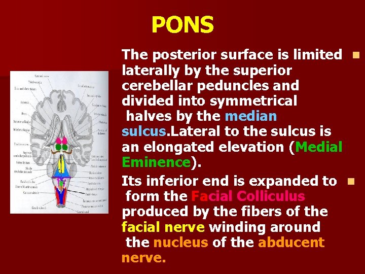 PONS The posterior surface is limited n laterally by the superior cerebellar peduncles and
