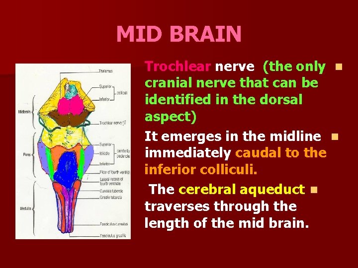 MID BRAIN Trochlear nerve (the only n cranial nerve that can be identified in