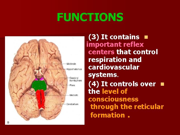 FUNCTIONS (3) It contains n important reflex centers that control respiration and cardiovascular systems.