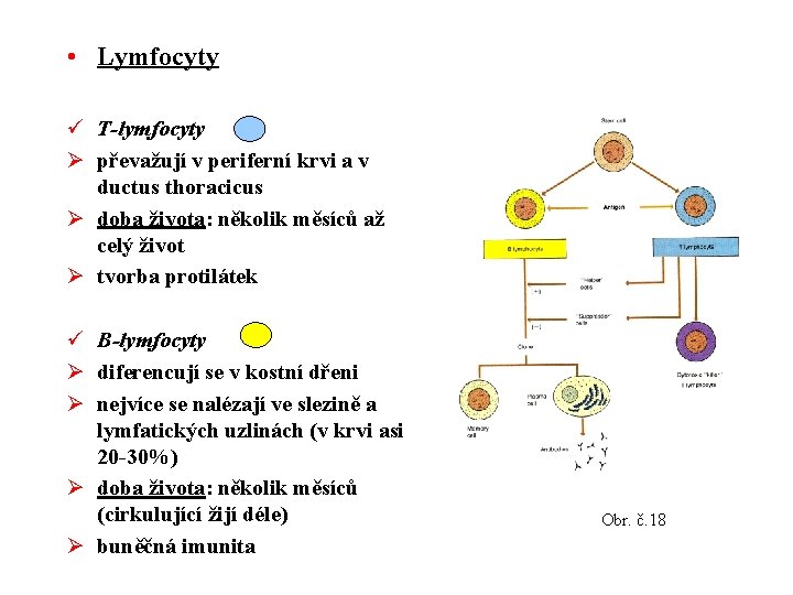  • Lymfocyty ü T-lymfocyty Ø převažují v periferní krvi a v ductus thoracicus