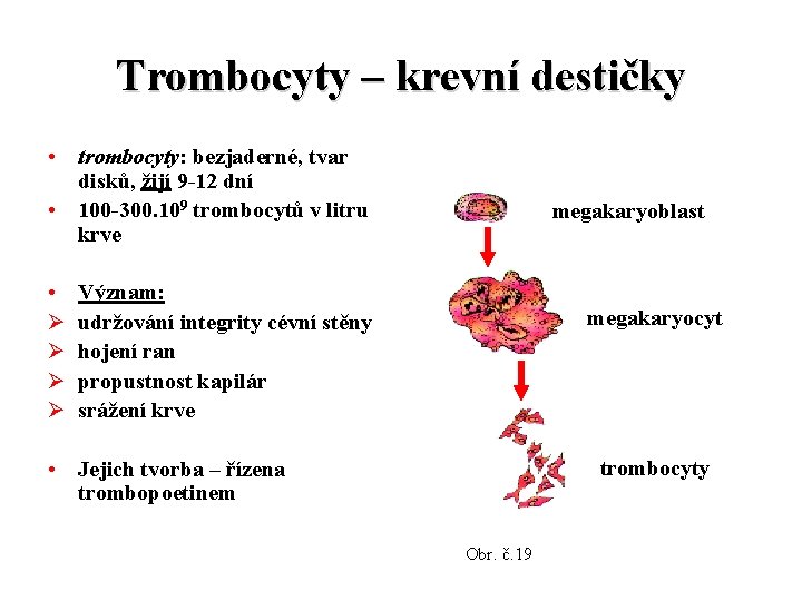 Trombocyty – krevní destičky • trombocyty: bezjaderné, tvar disků, žijí 9 -12 dní •