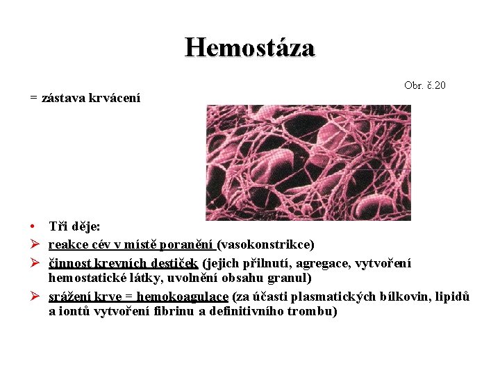 Hemostáza = zástava krvácení Obr. č. 20 • Tři děje: Ø reakce cév v