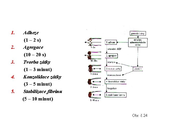 1. 2. 3. 4. 5. Adheze (1 – 2 s) Agregace (10 – 20