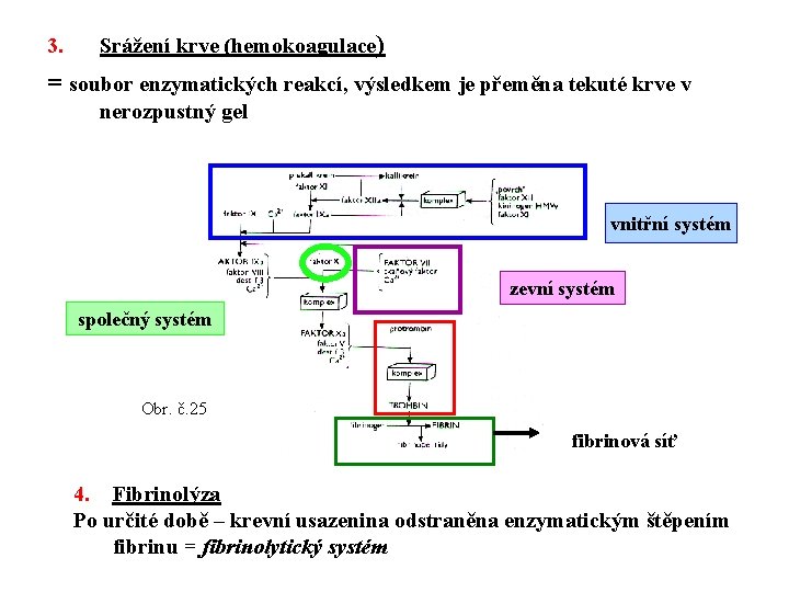 3. Srážení krve (hemokoagulace) = soubor enzymatických reakcí, výsledkem je přeměna tekuté krve v