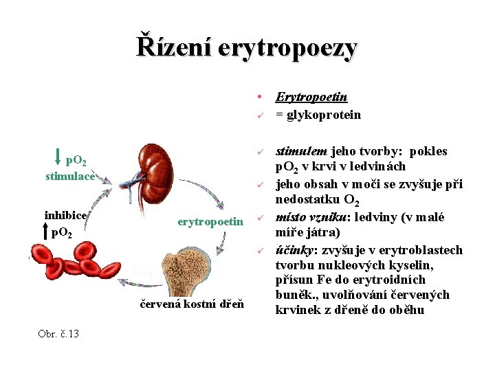 Řízení erytropoezy • Erytropoetin ü = glykoprotein ü p. O 2 stimulace inhibice p.