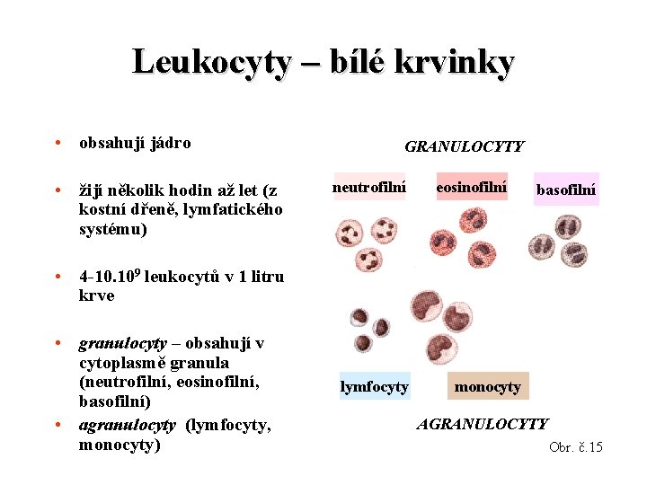 Leukocyty – bílé krvinky • obsahují jádro • žijí několik hodin až let (z