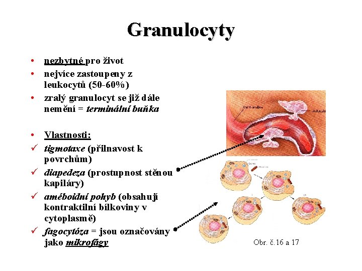 Granulocyty • nezbytné pro život • nejvíce zastoupeny z leukocytů (50 -60%) • zralý