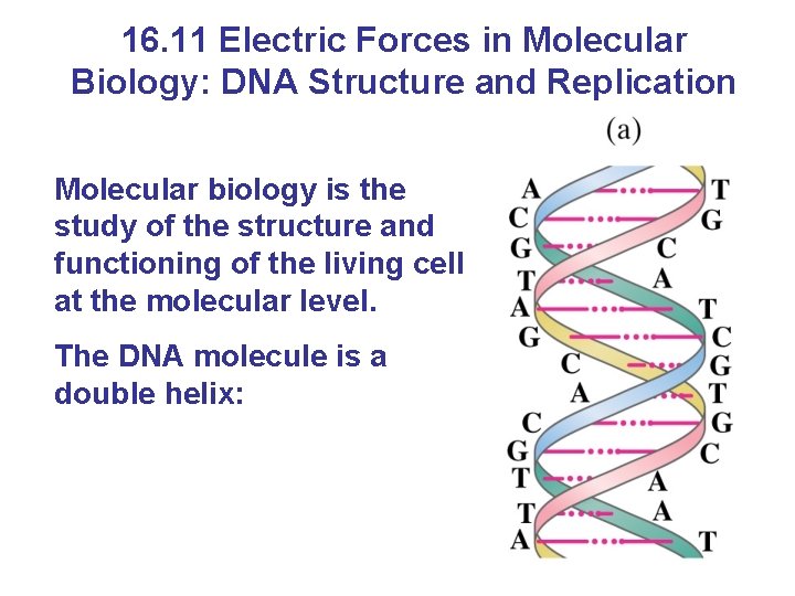 16. 11 Electric Forces in Molecular Biology: DNA Structure and Replication Molecular biology is