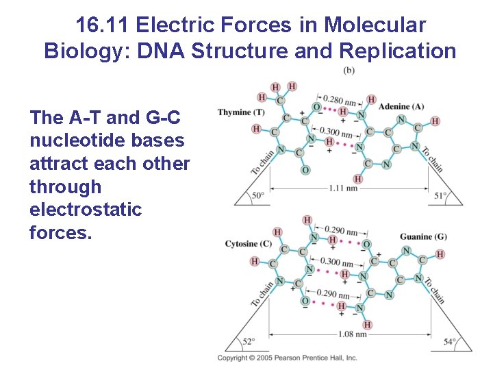 16. 11 Electric Forces in Molecular Biology: DNA Structure and Replication The A-T and