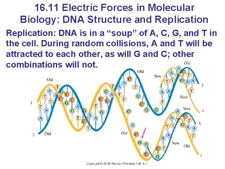 16. 11 Electric Forces in Molecular Biology: DNA Structure and Replication: DNA is in