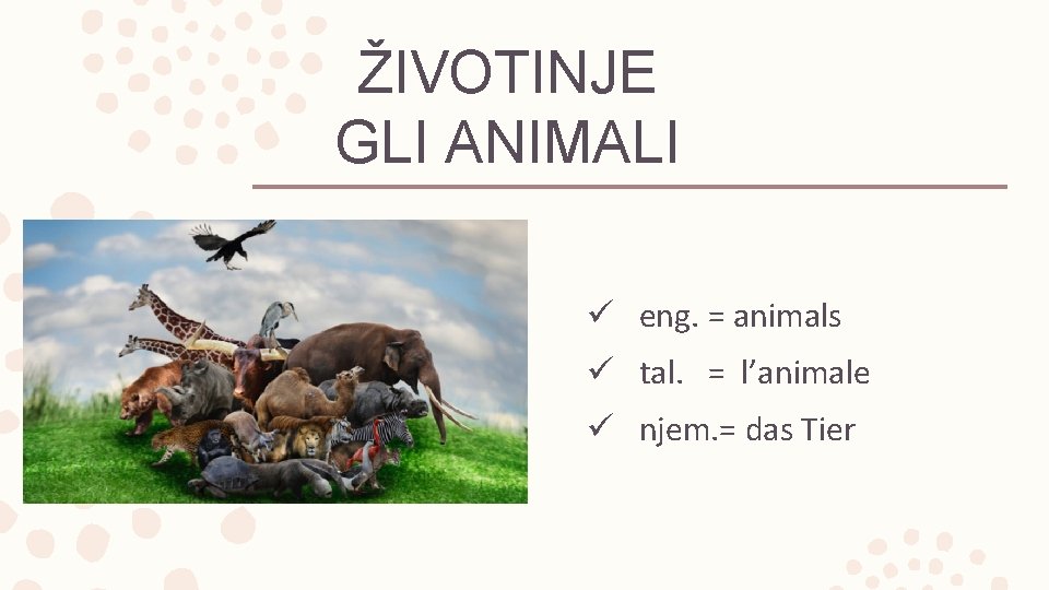 ŽIVOTINJE GLI ANIMALI ü eng. = animals ü tal. = l’animale ü njem. =