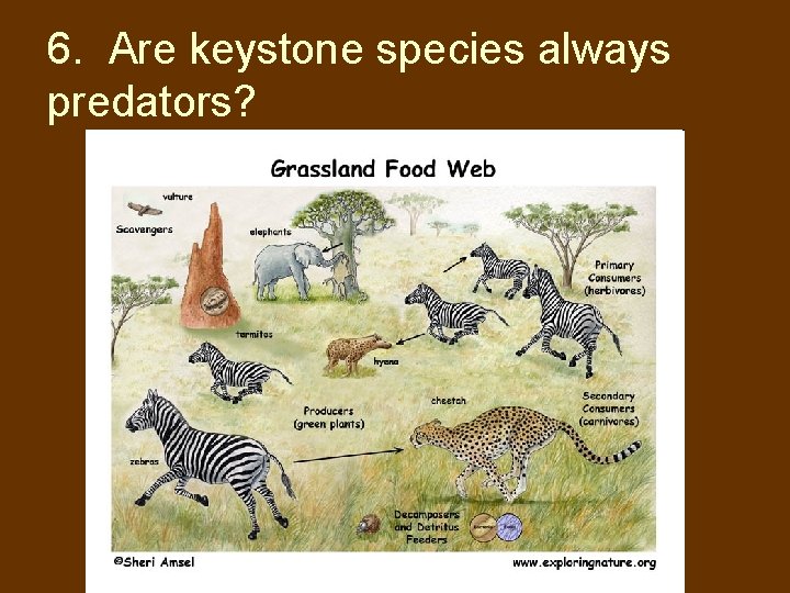 6. Are keystone species always predators? 