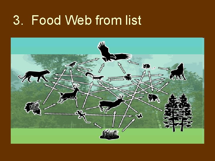 3. Food Web from list 