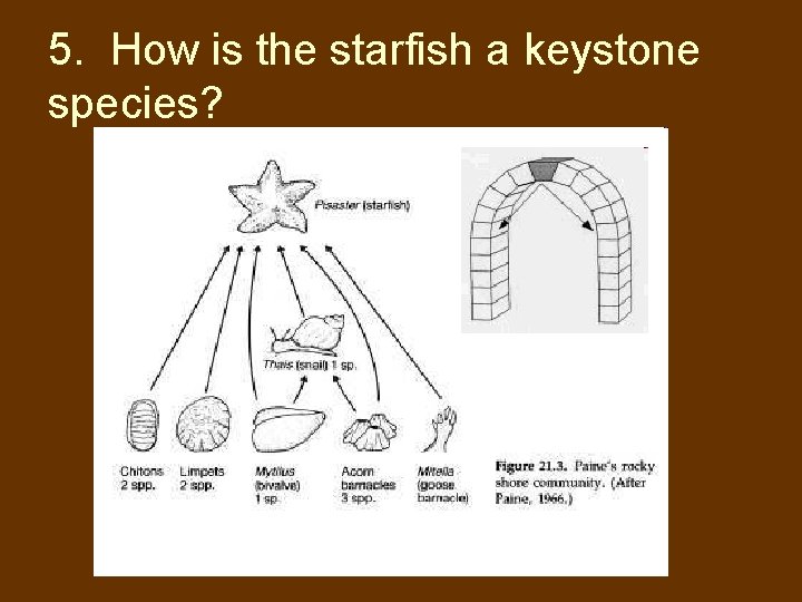 5. How is the starfish a keystone species? 