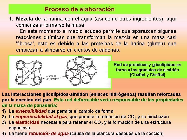 Proceso de elaboración 1. Mezcla de la harina con el agua (así como otros